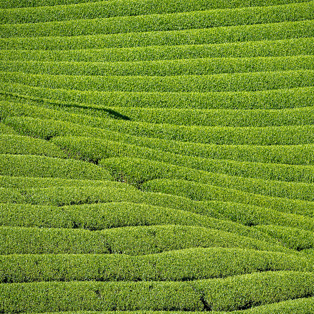 Matcha Home Roast