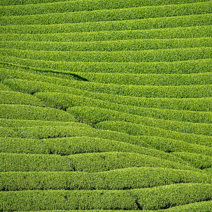 Matcha Home Roast